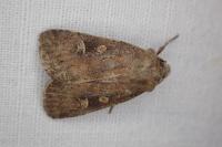 Xestia xanthographa