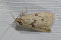 Apaidia mesogona