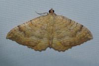 Camptogramma bilineata