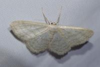Idaea subsericeata