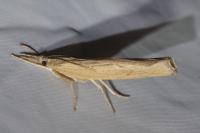 Pediasia contaminella