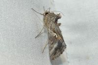 Autographa gamma