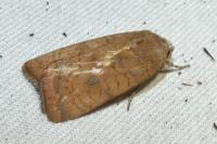 Noctua interjecta