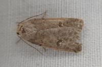 Caradrina flavirena