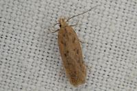 Bryotropha desertella/politella/terrella