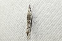 Platytes alpinella