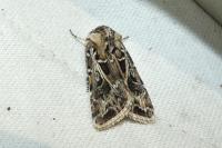Agrotis vestigialis