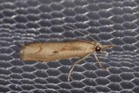 Agriphila geniculea