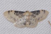 Idaea filicata