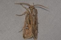 Agrotis graslini