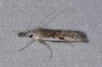 Platytes alpinella