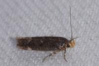 Bryotropha