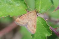 Pyrausta despicata