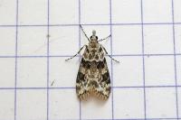 Eudonia delunella