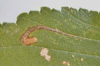 Stigmella ulmivora