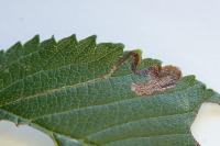 Stigmella ulmivora