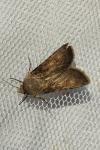Agrotis segetum