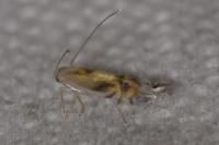 Phyllocnistis unipunctella