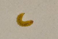 Stigmella plagicolella
