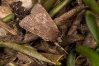 Xestia xanthographa