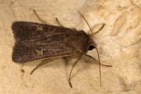 Xestia xanthographa