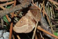 Lasiocampa trifolii