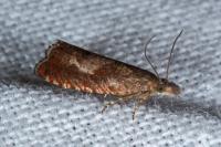 Dichrorampha acuminatana