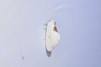 Cilix hispanica