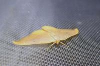 Watsonalla binaria