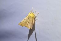 Ennomos alniaria