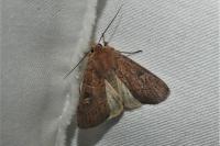 Xestia xanthographa