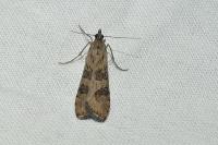 Nomophila noctuella