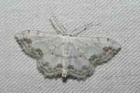 Scopula ornata