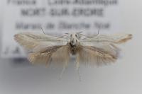 Coleophora ibipennella