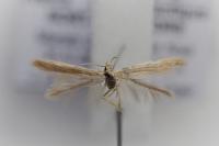 Coleophora glaucicolella