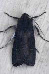 Aporophyla nigra