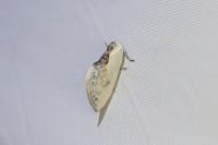 Cilix glaucata