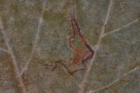 Acalyptris platani