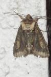 Allophyes oxyacanthae