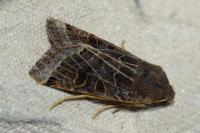 Anchoscelis lunosa