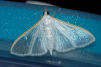 Palpita vitrealis