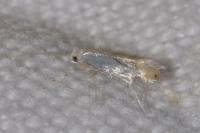 Phyllonorycter harrisella