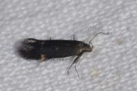 Aproaerema anthyllidella