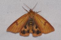 Diacrisia sannio