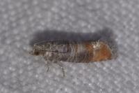 Clavigesta purdeyi