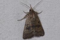 Caradrina morpheus