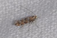 Phyllonorycter trifasciella