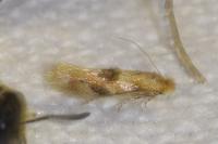 Bucculatrix ulmella