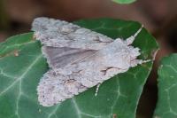 Lithophane ornitopus