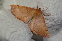 Colotois pennaria